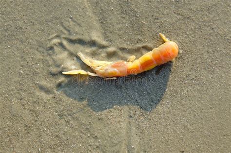 mud shrimp stock image image  wildlife seabeach