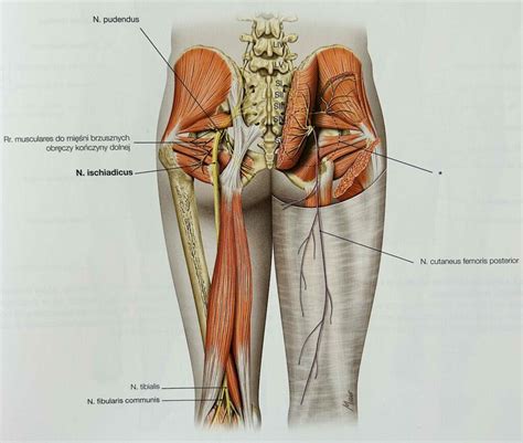 Iskiasnerv Syndrom Book Tid Til Osteopatisk Behandling