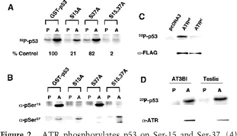 Pdf A Role For Atr In The Dna Damage Induced Phosphorylation Of P