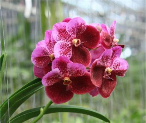 Kt V Kultana Red X V Red Emperor Kultana Orchids