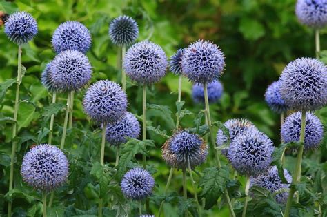 Echinops C Mo Plantar Cultivar Y Cuidar La Cardo Azul Del Globo