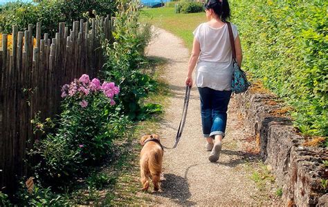 ¿cómo Pasear A Un Perro Correctamente Trucos Y Consejos