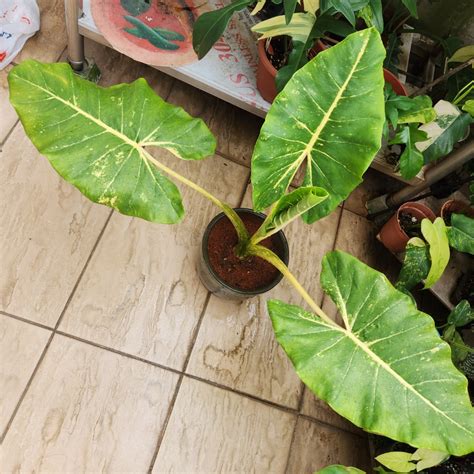 Alocasia Gold Guinea Variegated Plant With Green Dragon Phoenix Zhisha