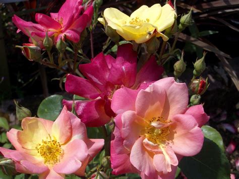 Climbing Rose Masquerade Groves Nurseries And Garden Centre