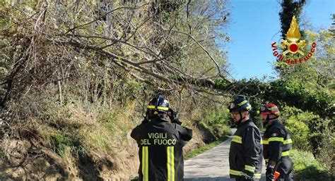 Il Vento Una Furia Alberi Sradicati Case Danneggiate E Strade