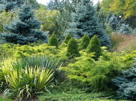 Designing With Conifers Layers Of Texture For Your Garden