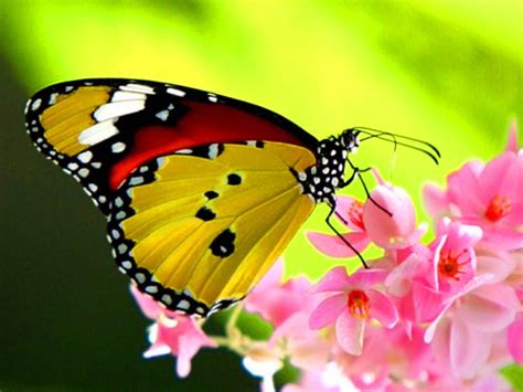 Beautiful Butterfly Wallpaper | Desktop Wallpapers