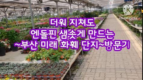 2024년도 부산 두구 미래 화훼 단지 방문기힐링하고싶다면여기정원꾸미기에완벽한곳 Youtube