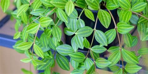 Peperomia Angulata Care Everything You Need To Know Gfl Outdoors