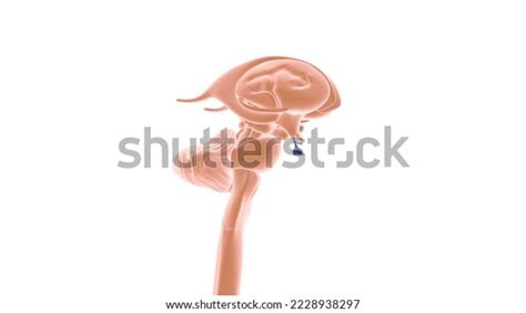 Human Brain Brain Parts Anatomy 3d Stock Illustration 2228938297 | Shutterstock