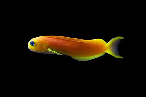 Shop Midas Blenny Golden Reeftopia Australia S Source For Premium