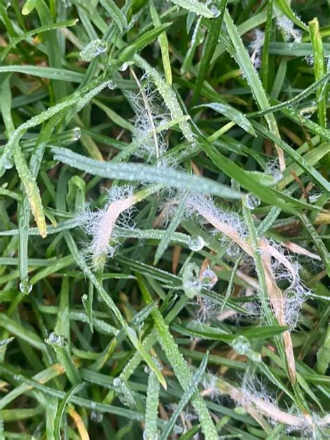 How To Treat Dollar Spot Fungus Lawn Disease Lawn Phix