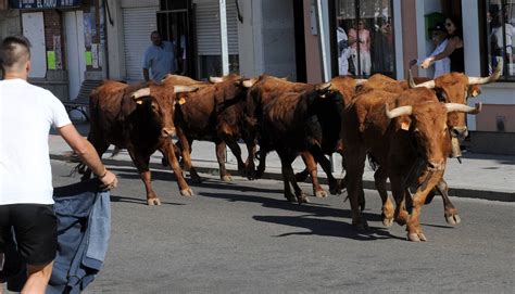 Tercer Encierro De Las Fiestas De Tudela De Duero El Norte De Castilla