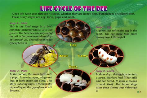 Life Cycle Of The Bee - Progressive Scientific Sdn. Bhd.