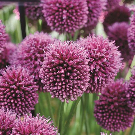 Allium sphaerocephalon