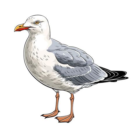 Premium Vector | Hand drawn solid color seagull illustration