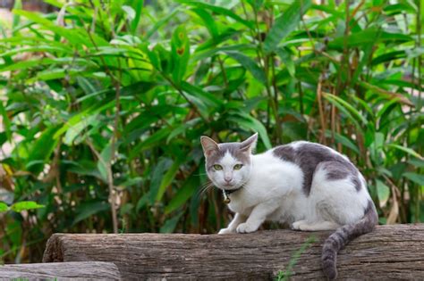 Gato Preto E Branco Sentado No Tronco Foto Premium