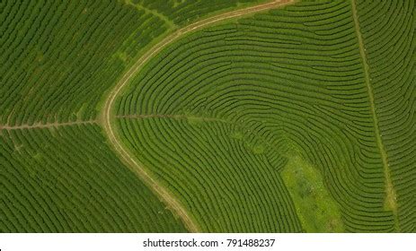 1,888 Tea Plantation Aerial Top View Images, Stock Photos, 3D objects, & Vectors | Shutterstock