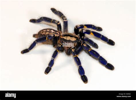 Gooty Sapphire Ornamental Tree Spider Gooty Sapphire Gooty Tarantula