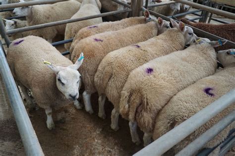 Sheep Sales – Market Drayton Livestock Market