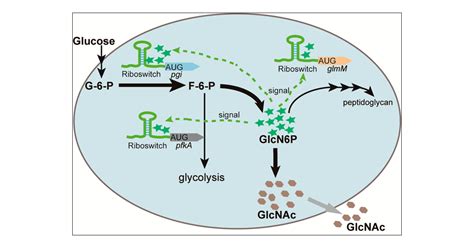 Engineering A Glucosamine Phosphate Responsive Glms Ribozyme Switch