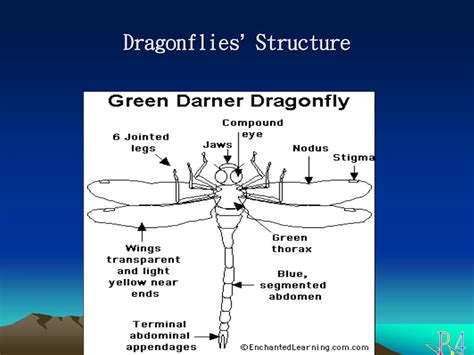 Ppt Dragonfly Powerpoint Presentation Free Download Id4130175