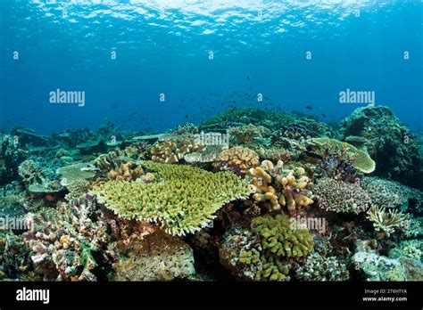 Hard Coral Reef Raja Ampat West Papua Indonesia Stock Photo Alamy