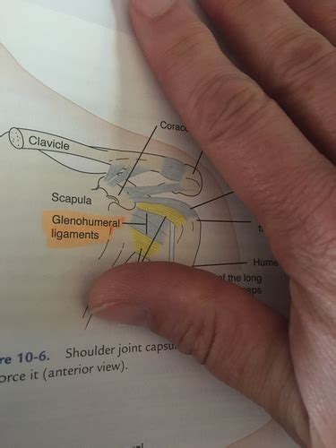 Chapter Kin Shoulder Joint Flashcards Quizlet