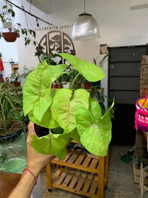 Planta De Singonio Syngonium Rosado Deco Interior Rosa Plantas