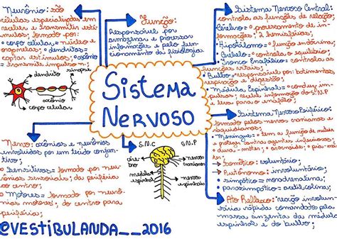 Resumo Sobre Sistema Nervoso Biologia Enem