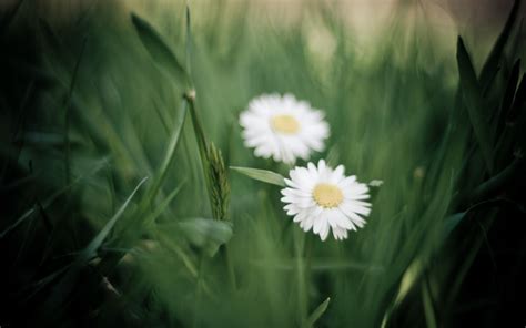 Wallpaper Sunlight Flowers Nature Field Green Yellow Daisies