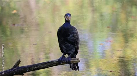 The Great Cormorant Phalacrocorax Carbo Known As The Great Black