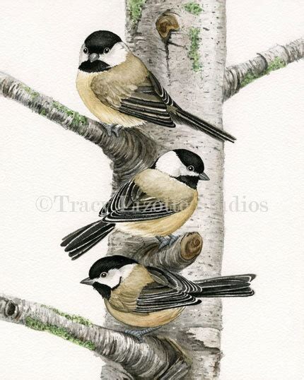 Chickadees In Birch Tree 11x14 Archival By Tracylizottestudios