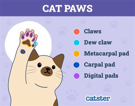 How Many Toes Does A Cat Have Feline Paw Anatomy Explained Catster