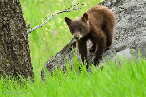 20170616 Dsc2907 Black Bear Cub Twin Coy William Teuscher Flickr