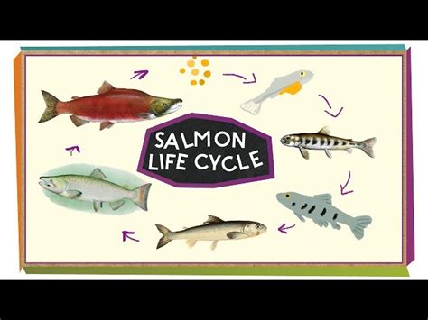 The Life Cycle Of Salmon Salmon Pa English Esl Video Lessons