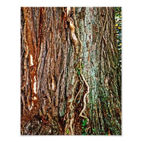 Beautiful Tree Bark Texture Photographic Print Zazzle