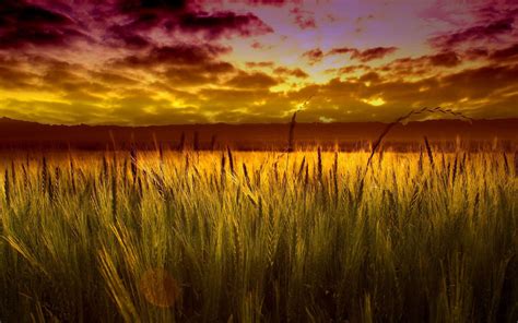 Sunrise Field Wallpapers K Hd Sunrise Field Backgrounds On Wallpaperbat