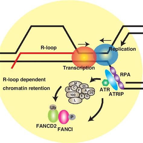 Pdf Replication Stress Induces Accumulation Of Fancd At Central