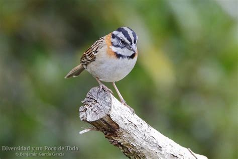 Chingolo Común Zonotrichia Capensis Un Gorrión Del Nuevo Mundo