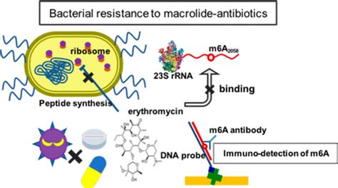 N6 Methylation Assessment In Escherichia Coli 23s Rrna Utilizing A Bulge Loop In An Rna Dna