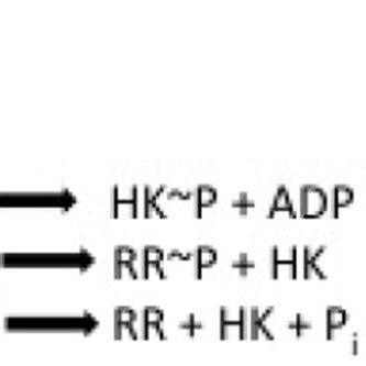 Reaction Scheme Of Envz Ompr Two Component Signaling Envz Binds Atp