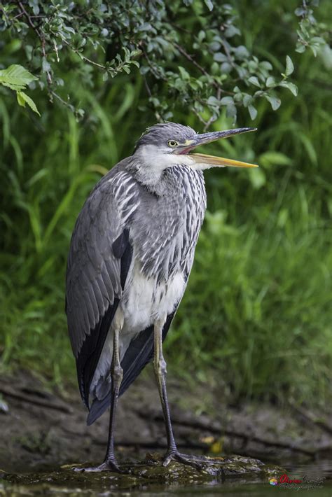 Héron cendré Ardea cinerea Linnaeus Combot Olivier Flickr