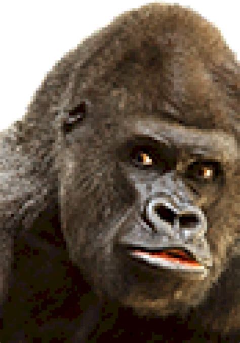 Gorilla Sounds - 101soundboards.com