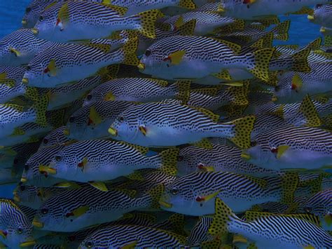 Fishes - The Australian Museum