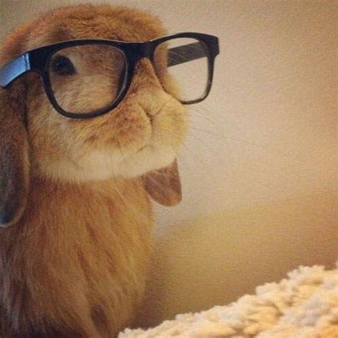 Cute Bunny With Glasses Funny Animal Photos Cute Baby Animals Cute