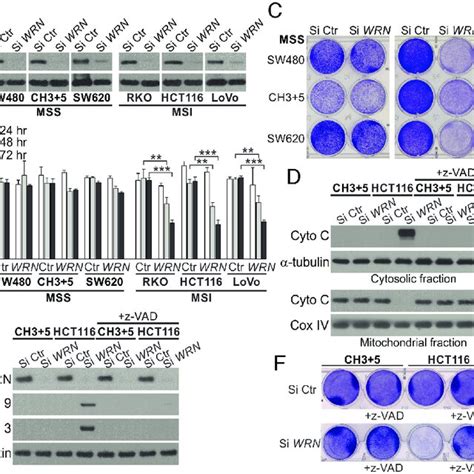 Knockdown Of WRN Induces P53 And Its Apoptosis Targets In HCT116 Cells