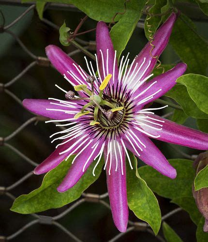 Passiflora Pink Passion Flower Blauweregen En Bloemen