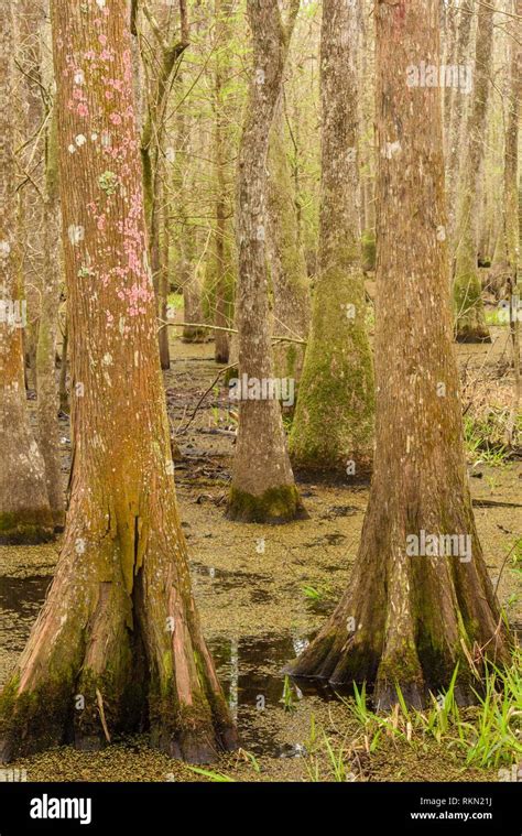 Cypress swamp, Abbeville, Louisiana, USA Stock Photo - Alamy