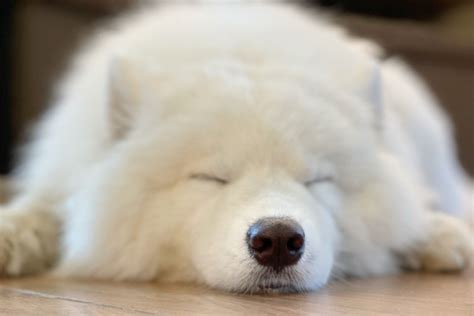 つい触りたくなる！もふもふの犬種をご紹介 | UCHINOCO ＜うちの子＞